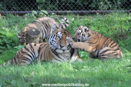 Hagenbeck 12102017 025