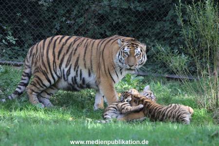 Hagenbeck 12102017 028