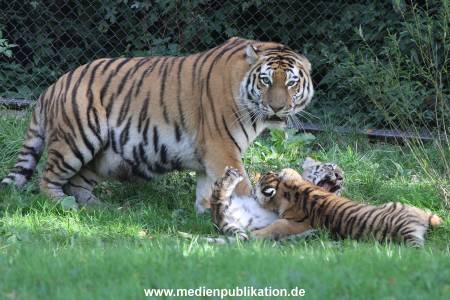 Hagenbeck 12102017 029