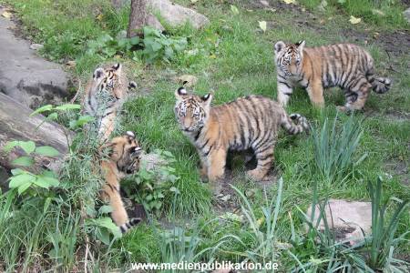 Hagenbeck 12102017 031