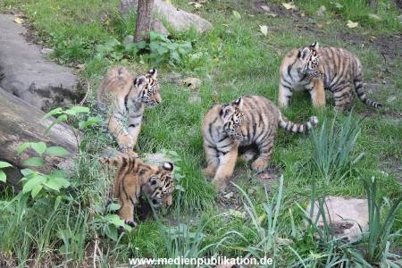 Hagenbeck 12102017 032