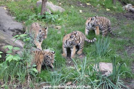 Hagenbeck 12102017 033