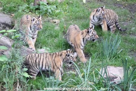Hagenbeck 12102017 034