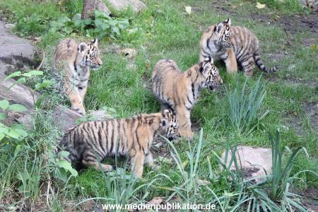 Hagenbeck 12102017 035