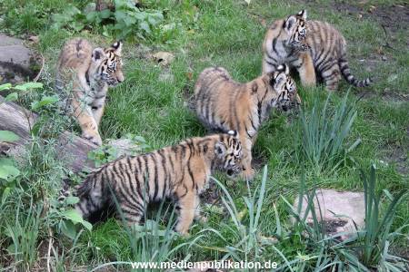Hagenbeck 12102017 036