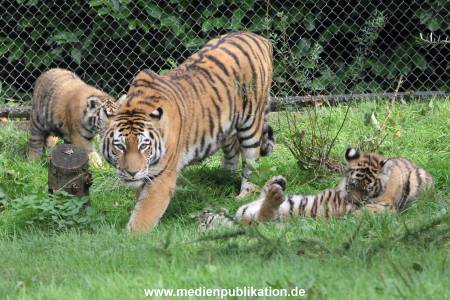Hagenbeck 12102017 039