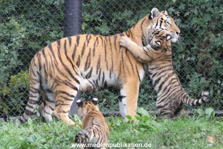 Hagenbeck 12102017 041