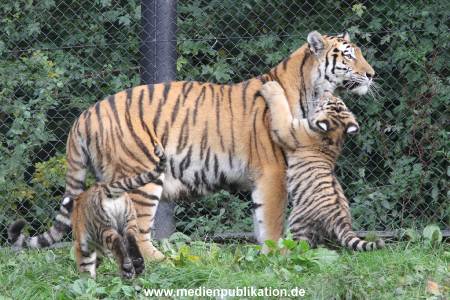 Hagenbeck 12102017 042
