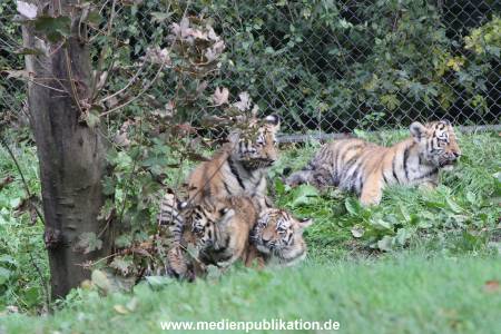 Hagenbeck 12102017 043