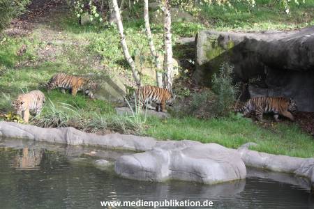 Hagenbeck 12102017 044