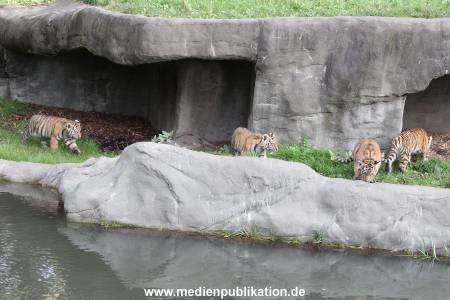 Hagenbeck 12102017 045