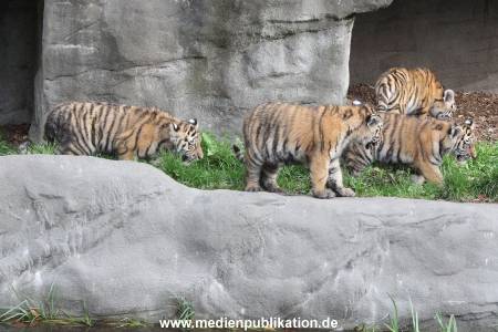 Hagenbeck 12102017 046