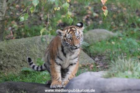 Hagenbeck 12102017 049