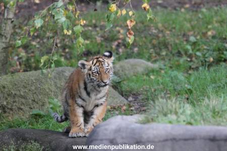 Hagenbeck 12102017 050