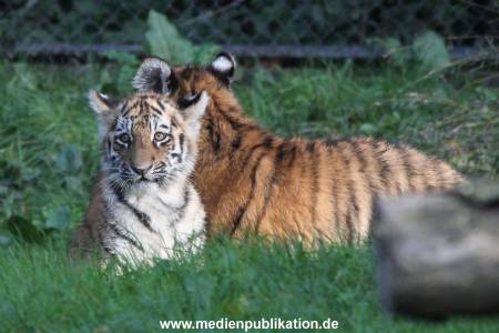 Hagenbeck 12102017 051