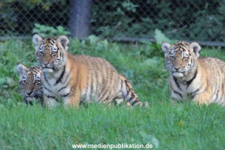 Hagenbeck 12102017 052