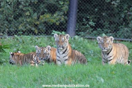 Hagenbeck 12102017 053