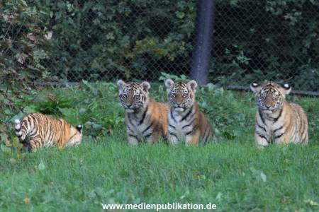 Hagenbeck 12102017 055