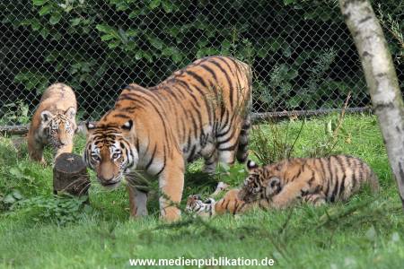 Hagenbeck 12102017 056