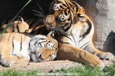 Hagenbeck 122016 001