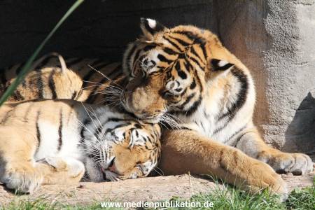 Hagenbeck 122016 002