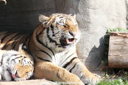 Hagenbeck 122016 015