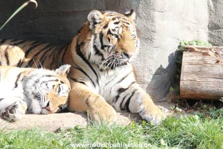 Hagenbeck 122016 016