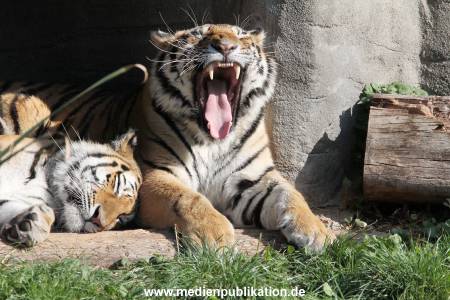 Hagenbeck 122016 018
