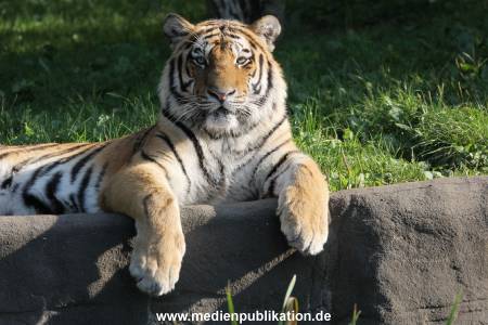 Hagenbeck 122016 019