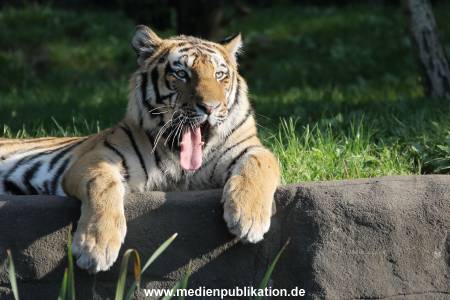 Hagenbeck 122016 020