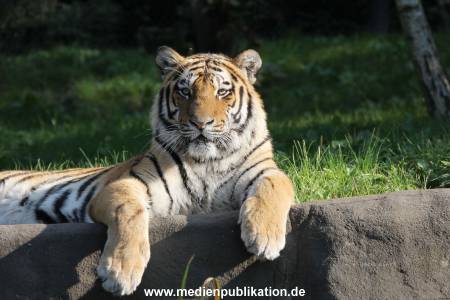 Hagenbeck 122016 026