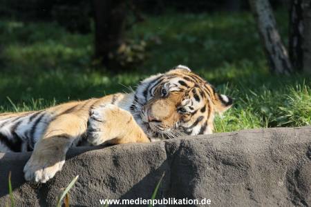 Hagenbeck 122016 027