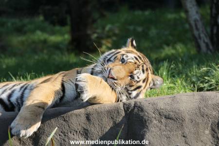 Hagenbeck 122016 028