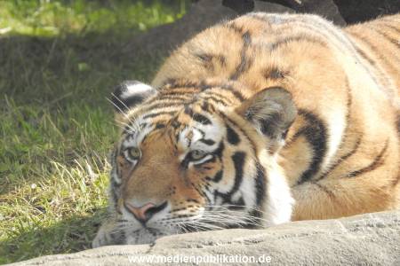 Hagenbeck 122016 038