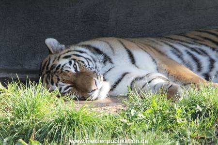 Hagenbeck 122016 043