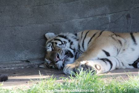 Hagenbeck 122016 044