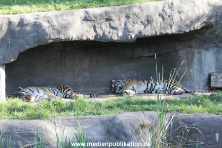 Hagenbeck 122016 045