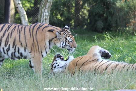Hagenbeck 23072014 016