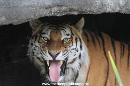 Hagenbeck 23072014 018