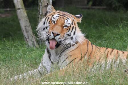 Hagenbeck 23072014 019