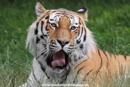 Hagenbeck 23072014 020