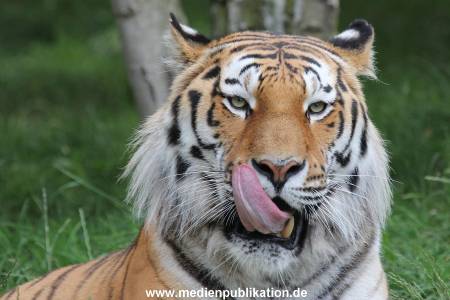Hagenbeck 23072014 021