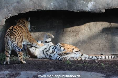 Hagenbeck 24022015 005