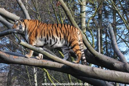 Hagenbeck 24022015 006