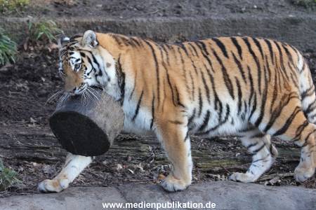 Hagenbeck 24022015 007