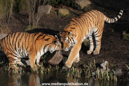 Hagenbeck 24022015 008