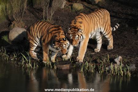 Hagenbeck 24022015 009