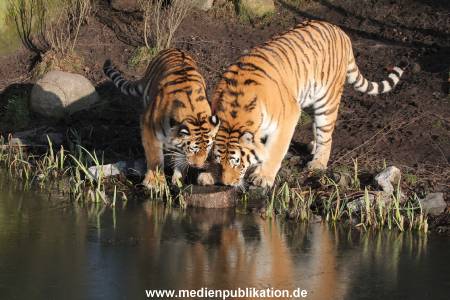 Hagenbeck 24022015 010