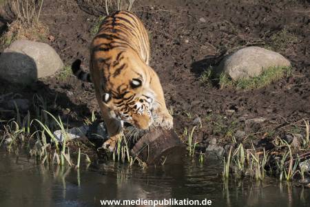 Hagenbeck 24022015 011