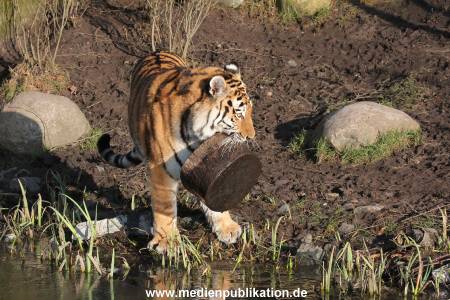 Hagenbeck 24022015 013